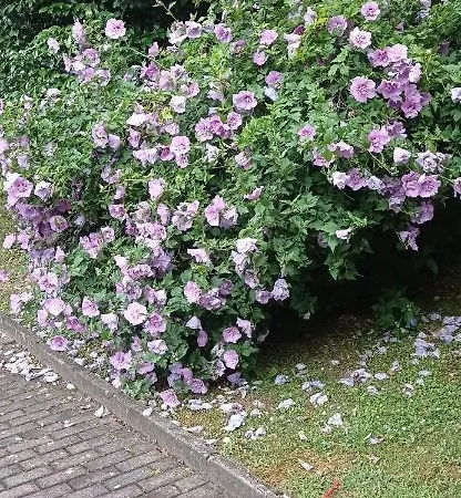 Per Voi-tre Minuti Dal Daire Como