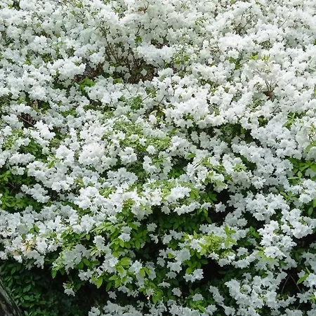 Per Voi-tre Minuti Dal * コモ