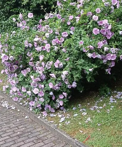 Per Voi-tre Minuti Dal Apartament Como